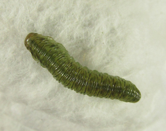 Aglaostigma nebulosum