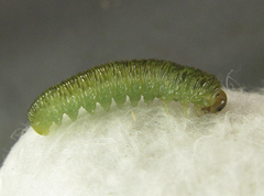 Aglaostigma nebulosum