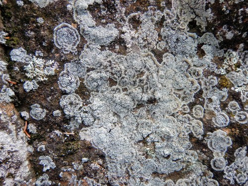 Miltinuotė nuotrauka