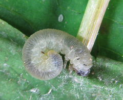 Aglaostigma nebulosum