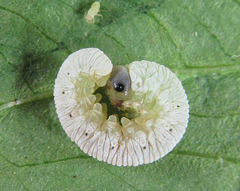 Aglaostigma nebulosum