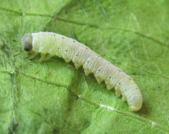 Aglaostigma nebulosum