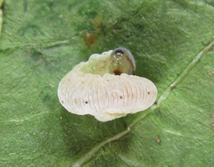 Aglaostigma nebulosum