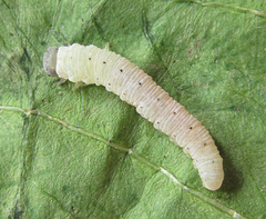 Aglaostigma nebulosum