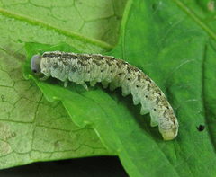 Aglaostigma nebulosum