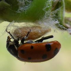 Dinocampus coccinellae paralysis virus