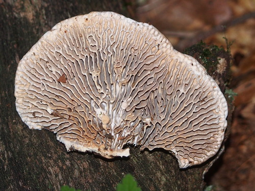 Ąžuolinis Vinguris nuotrauka