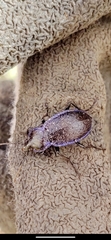 Carabus serratus