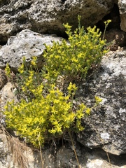 Sedum urvillei