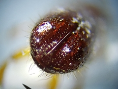 Xyleborus ferrugineus