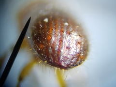 Xyleborus volvulus