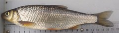 Leuciscus leuciscus