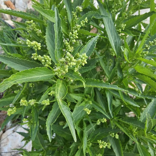 Mercurialis annua annua