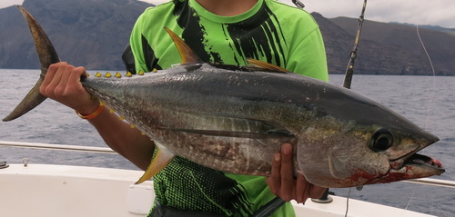 Yellowfin Tuna