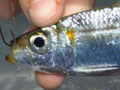 Redear Herring photo 2