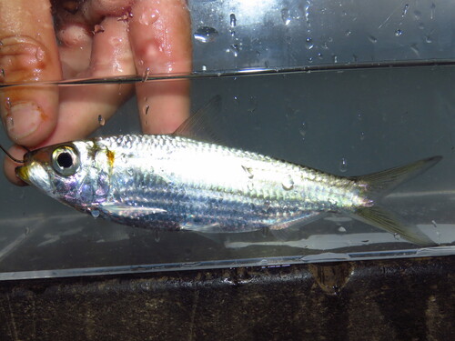 Loose-scaled sardine (Harengula humeralis) — Clupeidae — 3