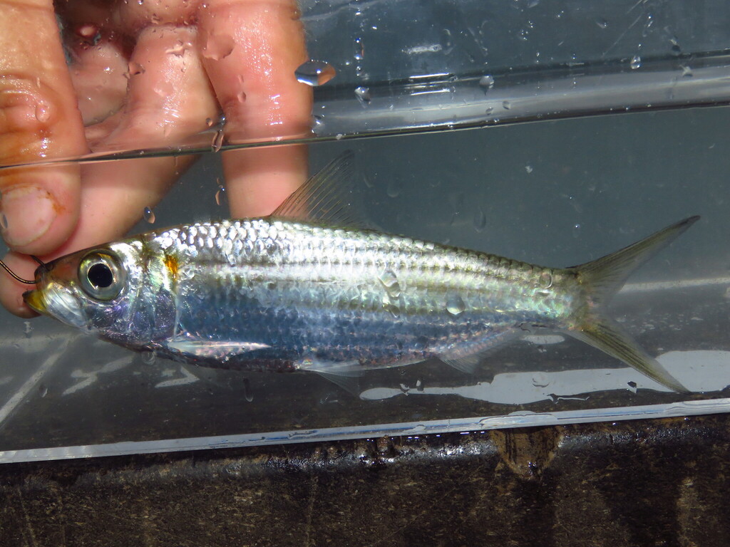 Redear Herring