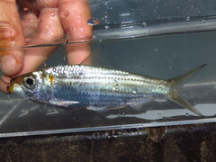 Redear Herring photo 1