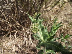 Asclepias crispa