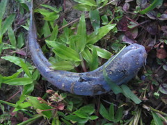 Cetopsis candiru
