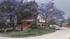Jacaranda mimosifolia