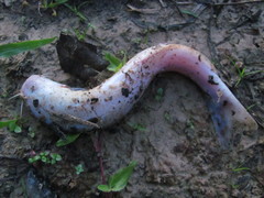 Cetopsis candiru