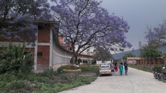 Jacaranda mimosifolia