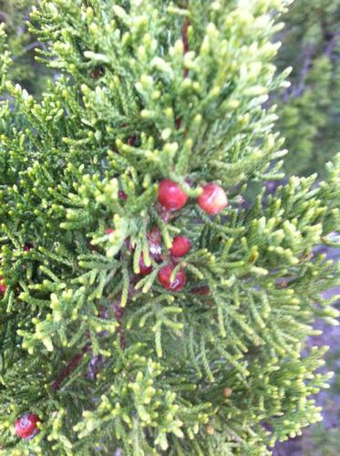 redberry juniper