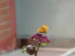 Argynnis