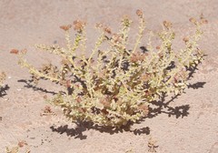 Cistanthe celosioides