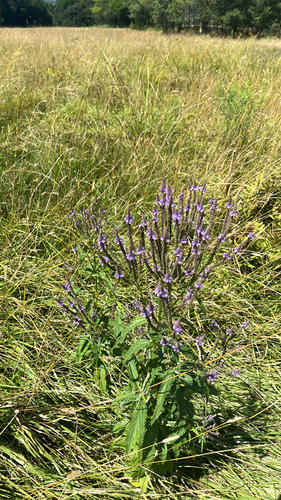 Blue Vervain