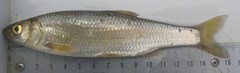 Leuciscus leuciscus