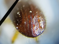 Xyleborus volvulus