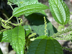Boehmeria sieboldiana, photograph 黃美滿, CC BY, iNaturalist via GBIF