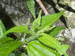 Boehmeria sieboldiana, photograph 黃美滿, CC BY, iNaturalist via GBIF