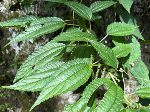 Boehmeria sieboldiana, photograph 1