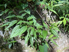 Boehmeria sieboldiana