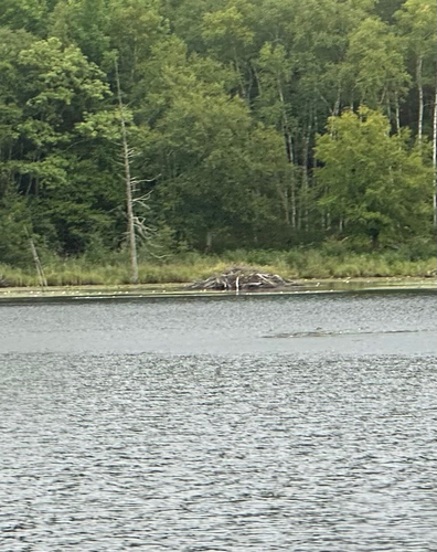 American Beaver photographed in Maine