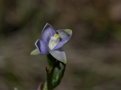 Thelymitra intermedia