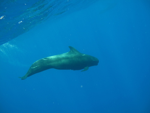 Short-finned Pilot Whale