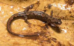 Desmognathus abditus