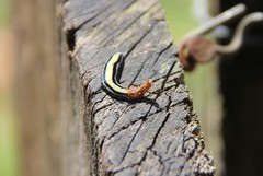 Geoplana pulchella