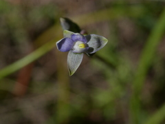 Thelymitra intermedia