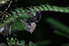 Psalmopoeus
