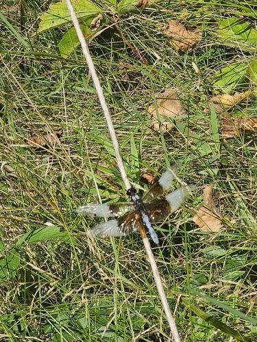 Widow Skimmer