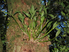 Dendrobium — photo 2