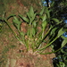 Dendrobium — photo 2