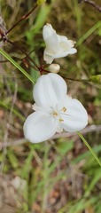 Libertia mooreae