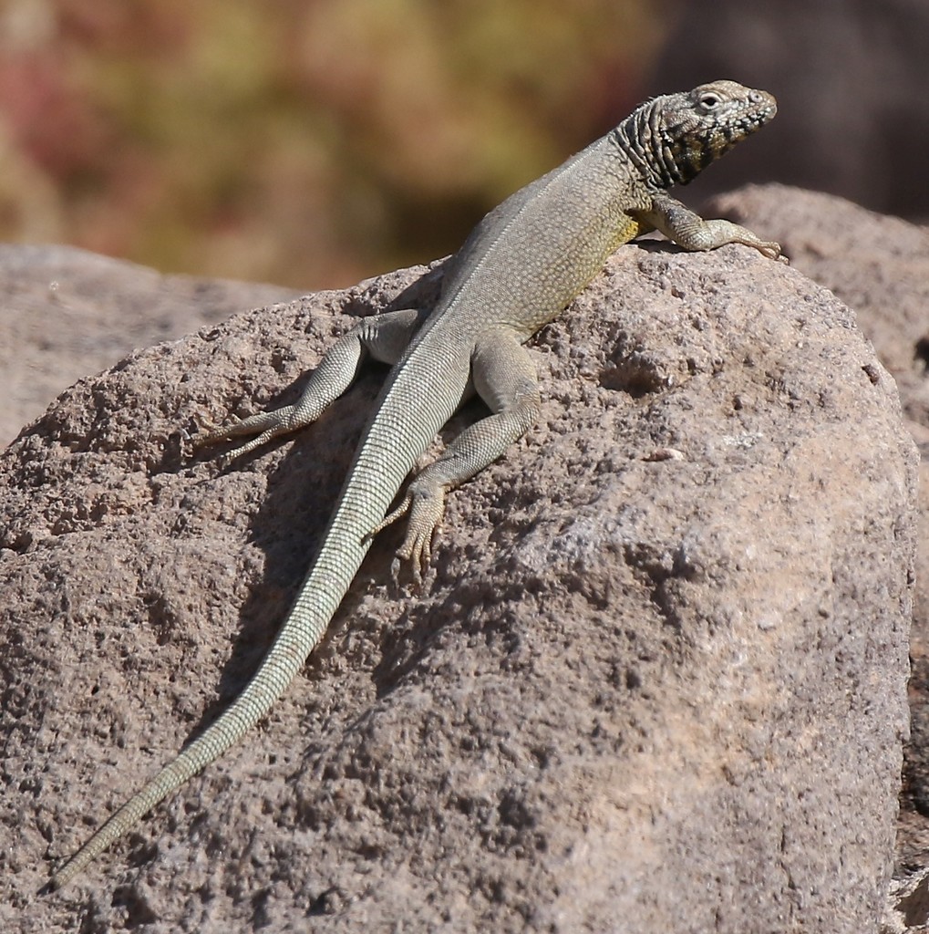 Poconchile Pacific Iguana