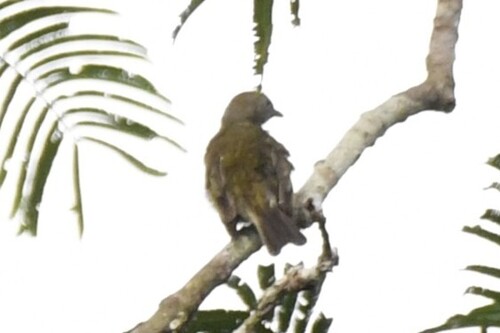 Willcocks's Honeyguide (Indicator willcocksi), photo 7